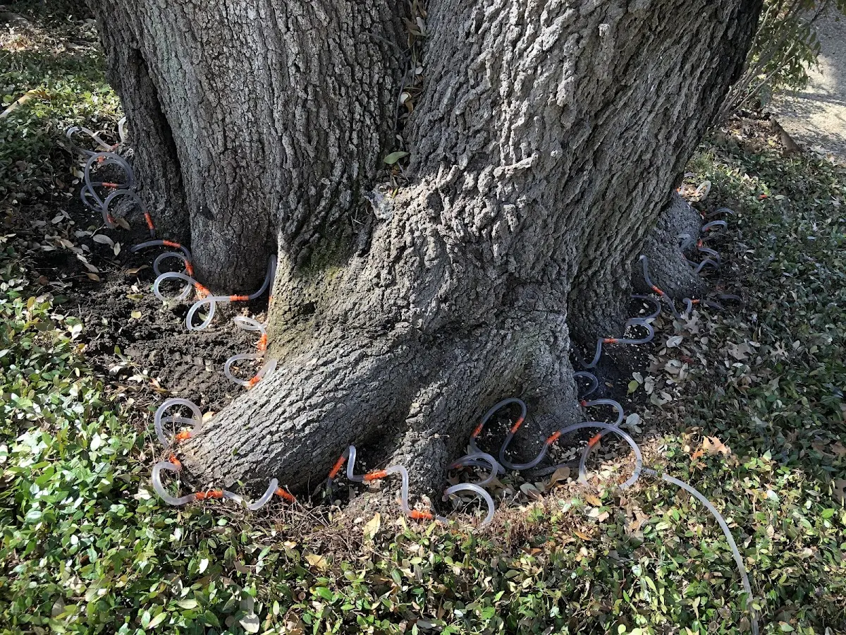 Detailed Tree Cabling and Bracing job site in Grandville