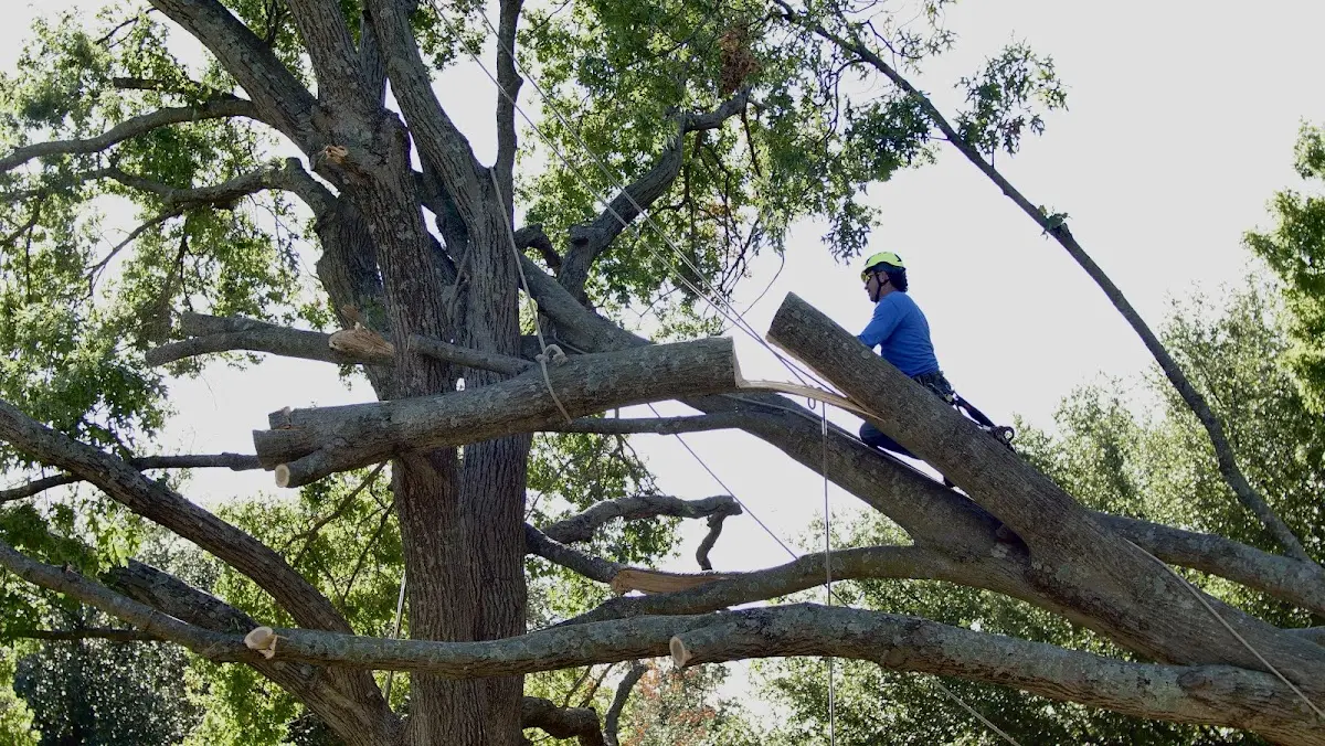 Professional Crown Thinning performed by certified arborists in Grandville