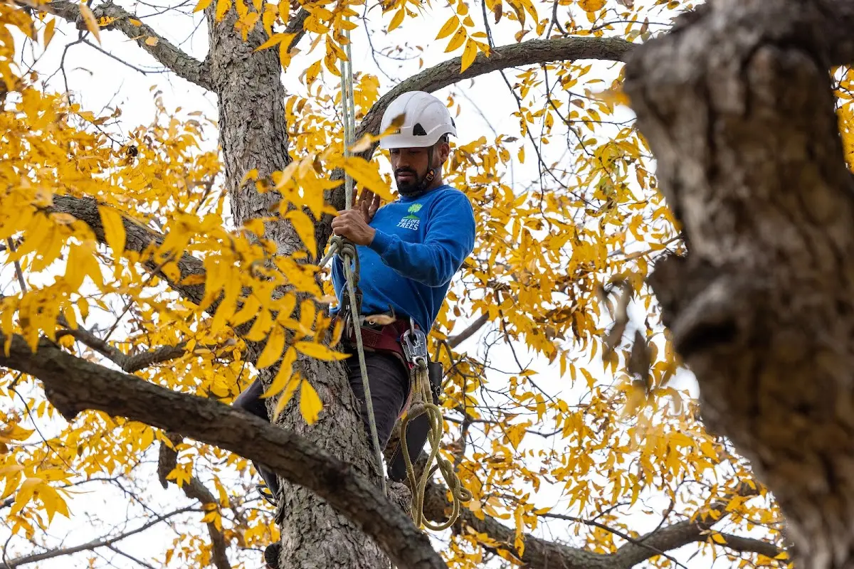 Skilled Tree Pruning crew working in Grandville