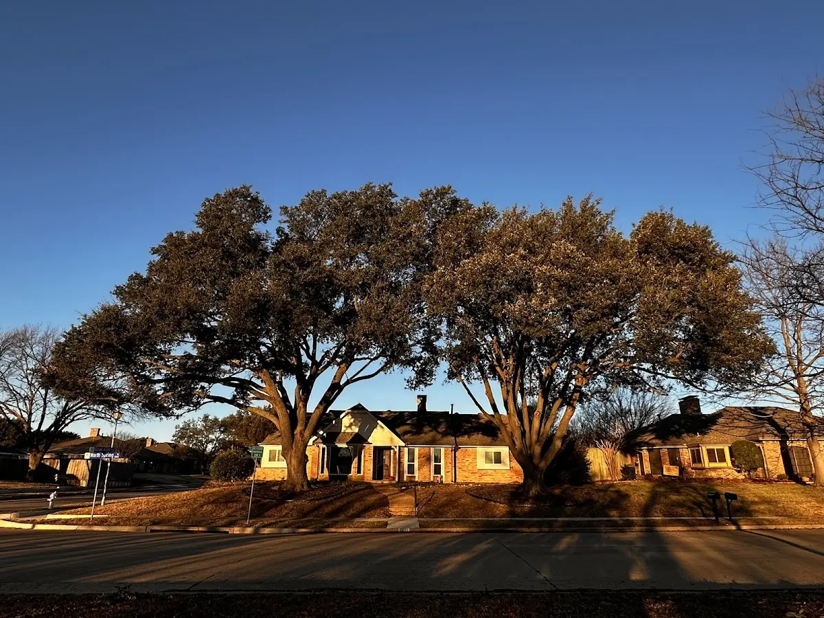 Established residential canopy tree shading a home in Grandville